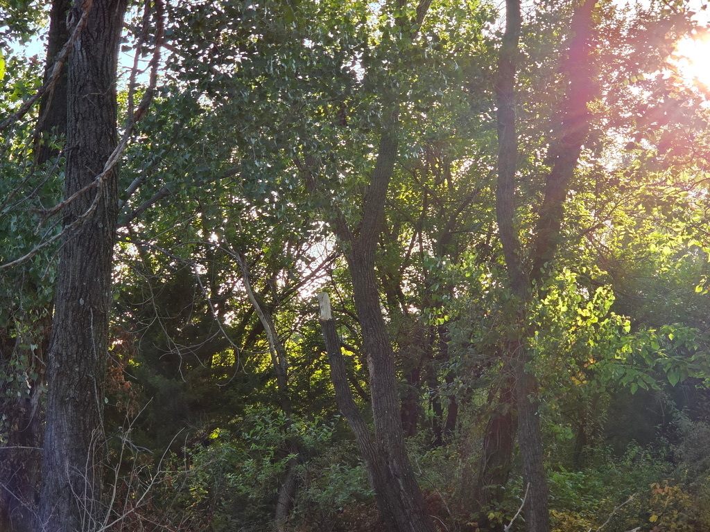 The forest surrounding Fluffy Titans