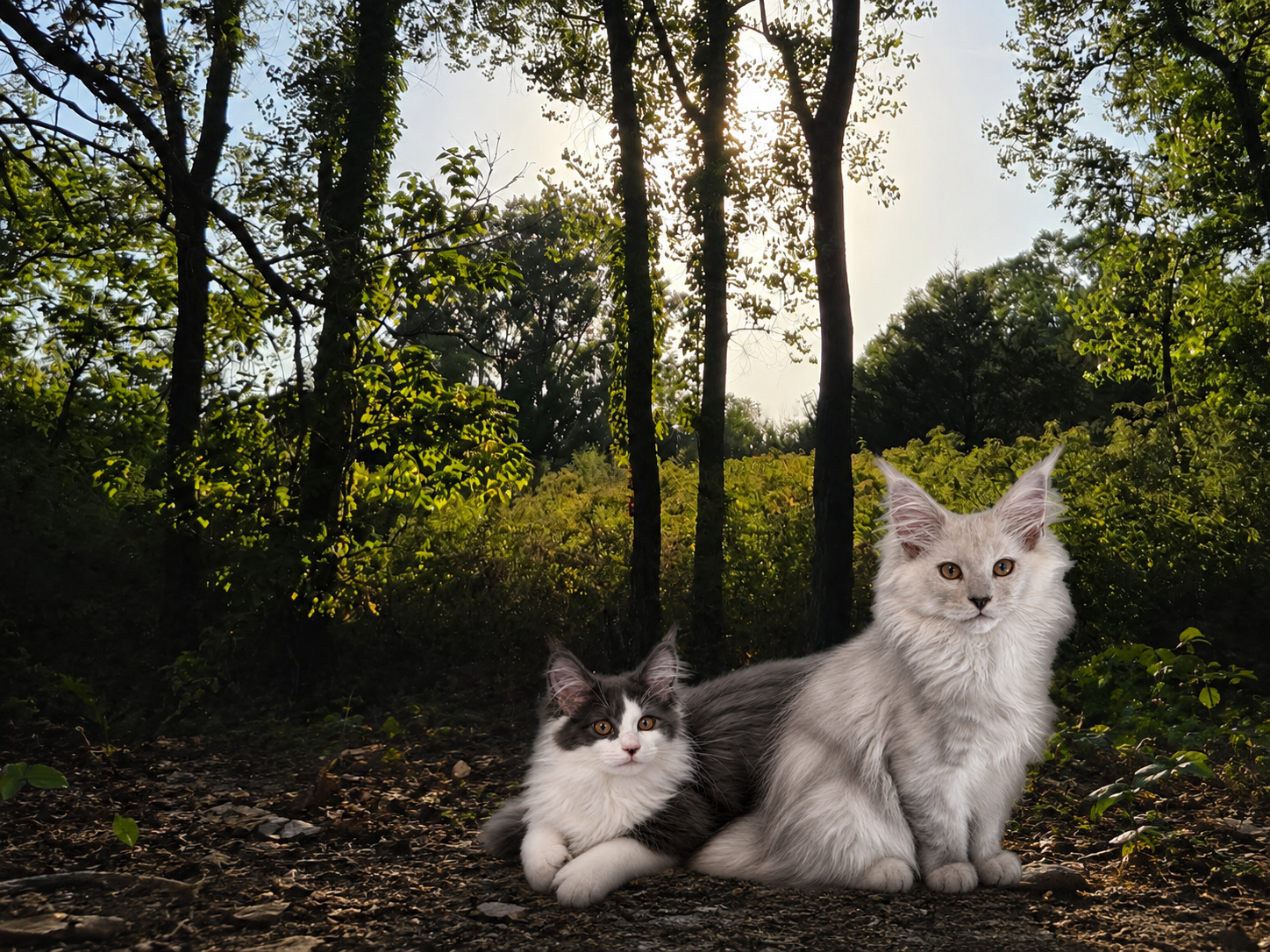 Fluffy Titans Maine Coons in a sunlit forest