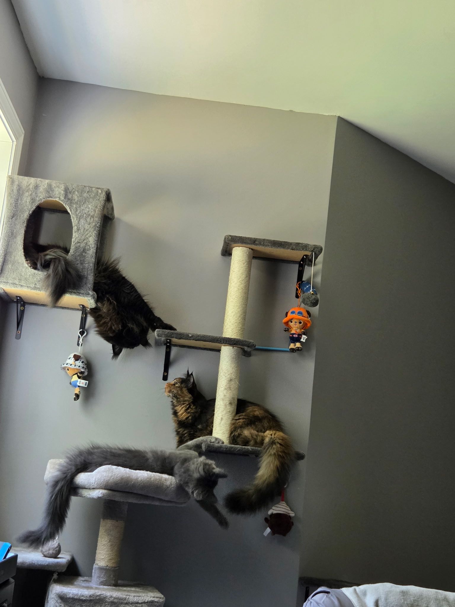 Maine Coons inside the Fluffy Titans home