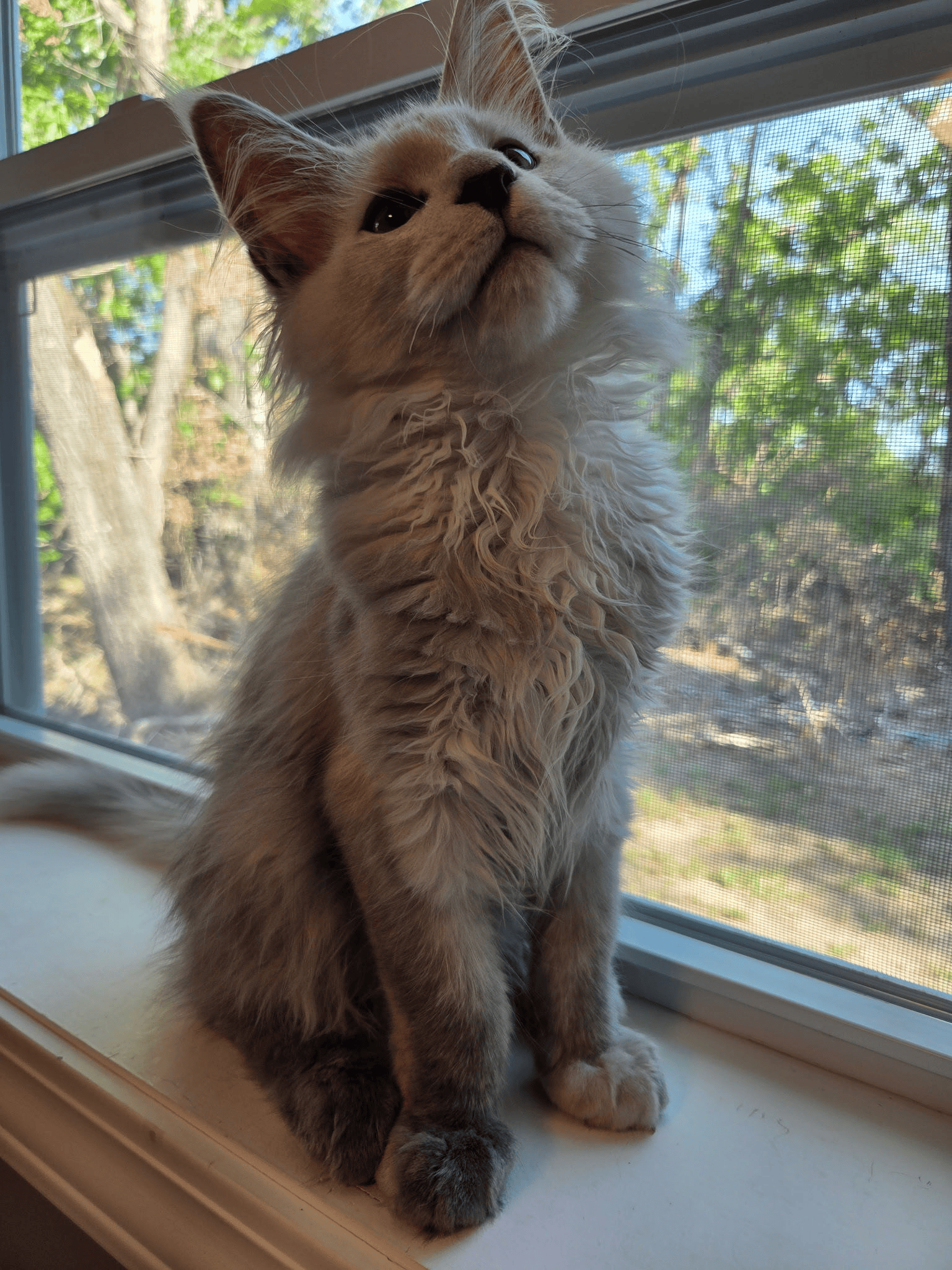 Jiraiya, King of Fluffy Titans