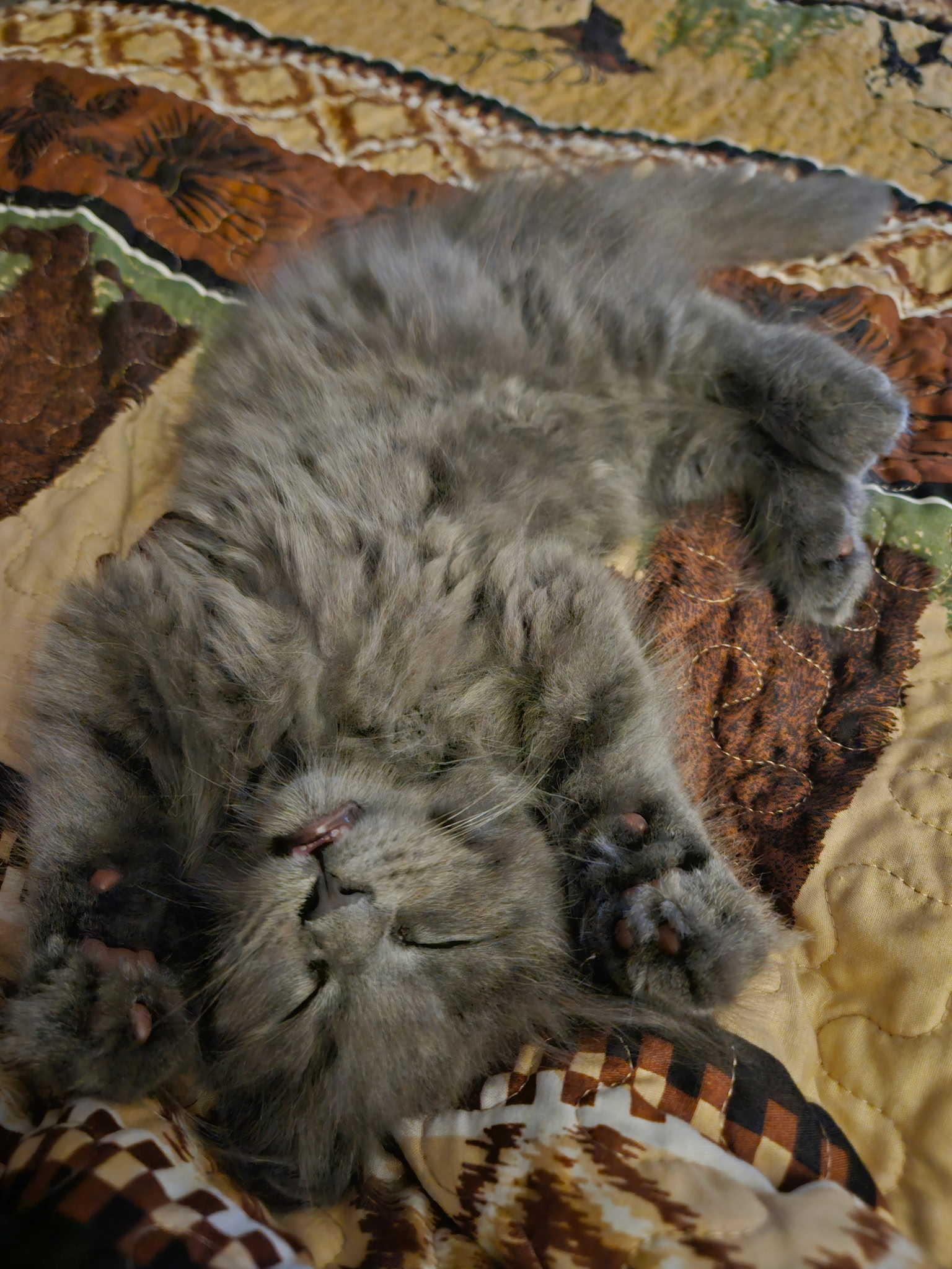 Fluffy Titans Maine Coon